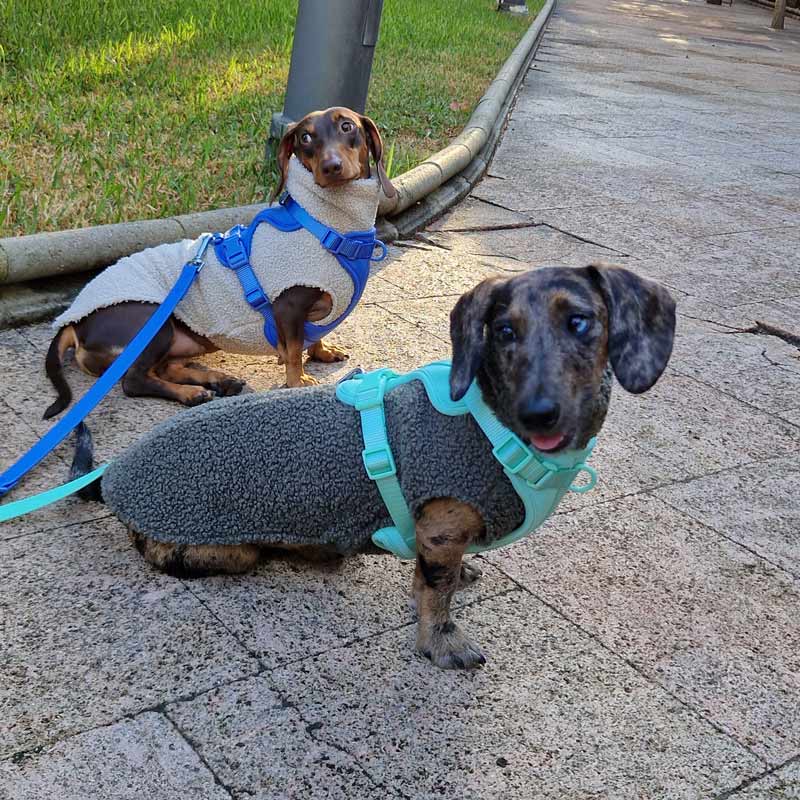 Jersey Teddy para Perros Salchichas - Imagen 7