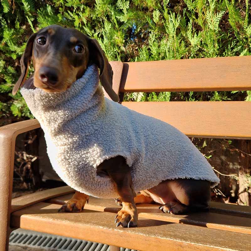 Jersey Teddy para Perros Salchichas - Imagen 2